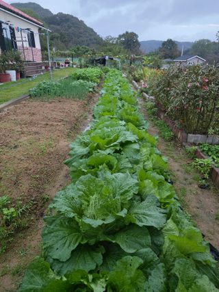 초평매박골(최안규)님의 배추 · 영농일지 작성글 사진
