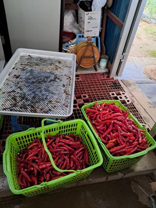 구강회님의 기타작물 · 영농일지 작성글 사진