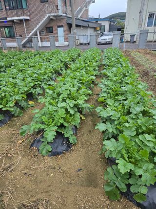 뚜벅이님의 기타작물 · 영농일지 작성글 사진