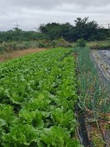 팜모닝 배추·영농일지 게시글 이미지