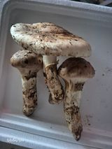 팜모닝 기타작물·영농일지 게시글 이미지