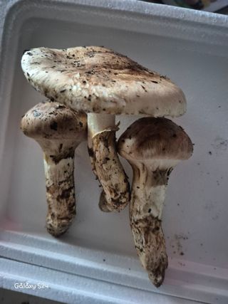 유재환님의 기타작물 · 영농일지 작성글 사진