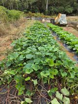 팜모닝 고구마·영농일지 게시글 이미지