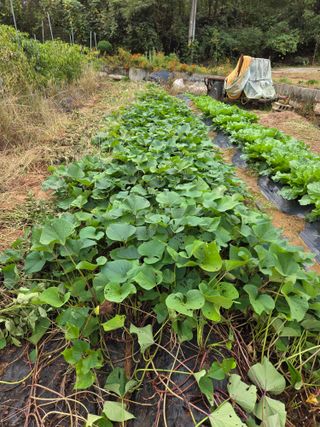뚜비맘님의 고구마 · 영농일지 작성글 사진