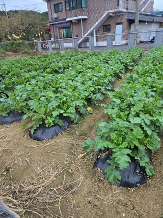 뚜벅이님의 기타작물 · 영농일지 작성글 사진