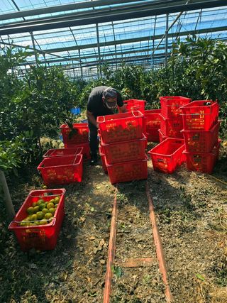 민성종묘(감귤묘목)님의 귤 · 영농일지 작성글 사진