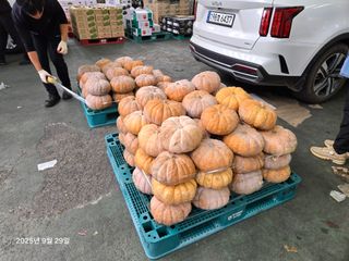 Captain김상곤님의 호박 · 영농일지 작성글 사진