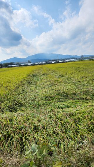 두비님의 벼 · 영농일지 작성글 사진