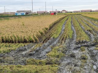 학당님의 벼 · 영농일지 작성글 사진