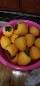 팜모닝 감·영농일지 게시글 이미지