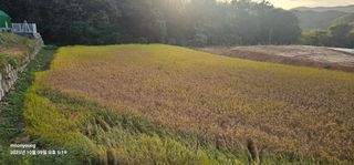 초보농부님의 벼 · 영농일지 작성글 사진