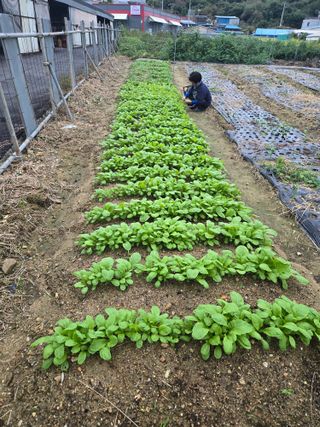 뚜벅이님의 기타작물 · 영농일지 작성글 사진