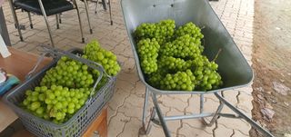 박상중님의 양파 · 영농일지 작성글 사진