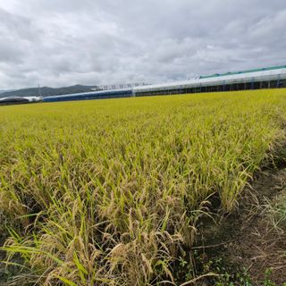 김홍례님의 벼 · 영농일지 작성글 사진
