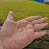 팜모닝 벼·영농일지 게시글 이미지