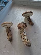 팜모닝 기타작물·영농일지 게시글 이미지