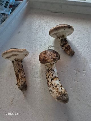 유재환님의 기타작물 · 영농일지 작성글 사진