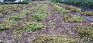 남궁봉님의 들깨 · 영농일지 작성글 사진