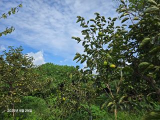 Captain김상곤님의 호박 · 영농일지 작성글 사진