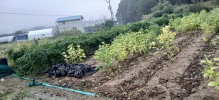 이형근님의 들깨 · 영농일지 작성글 사진