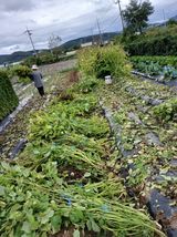 팜모닝 기타작물·영농일지 게시글 이미지