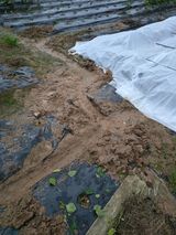 팜모닝 들깨·영농일지 게시글 이미지