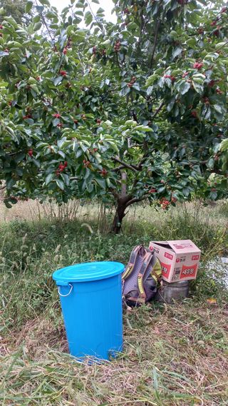 초보 구찌뽕님의 기타작물 · 영농일지 작성글 사진