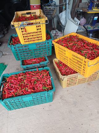 홍순오님의 고추 · 영농일지 작성글 사진