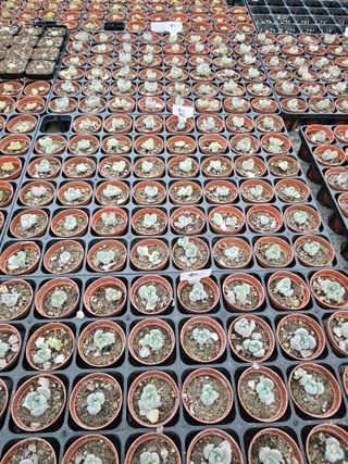 신상섭님의 기타작물 · 영농일지 작성글 사진