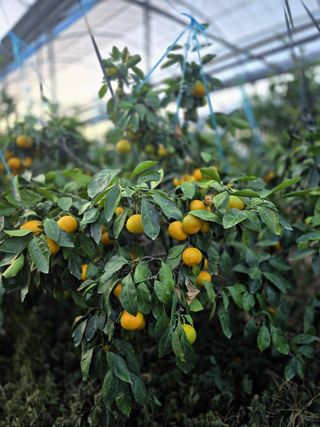 민성종묘(감귤묘목)님의 귤 · 영농일지 작성글 사진