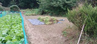 이형근님의 들깨 · 영농일지 작성글 사진