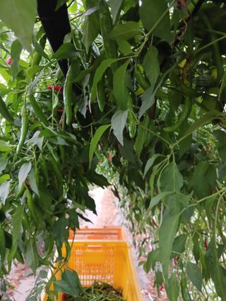 자기왕사랑해님의 고추 · 영농일지 작성글 사진