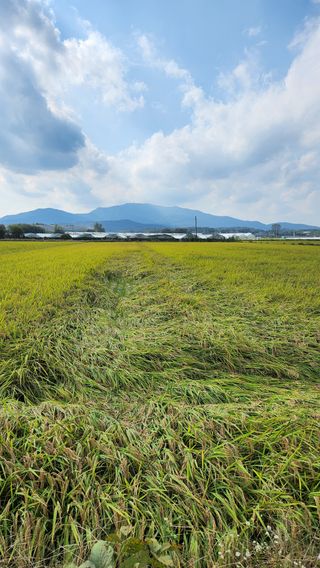 두비님의 벼 · 영농일지 작성글 사진