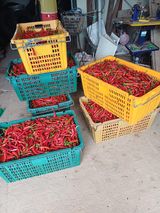 팜모닝 고추·영농일지 게시글 이미지