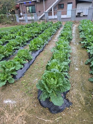 뚜벅이님의 기타작물 · 영농일지 작성글 사진