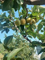 팜모닝 감·영농일지 게시글 이미지