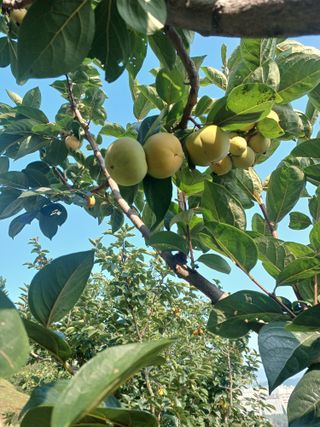 정성국님의 감 · 영농일지 작성글 사진