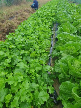 양파12861님의 배추 · 영농일지 작성글 사진