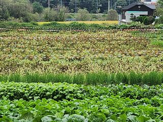 평택님의 들깨 · 영농일지 작성글 사진