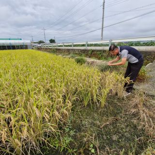 김홍례님의 벼 · 영농일지 작성글 사진