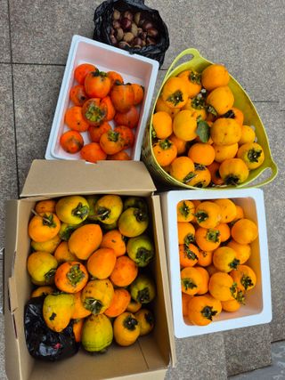 엉뚱님의 기타작물 · 영농일지 작성글 사진