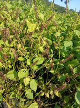 팜모닝 기타작물·영농일지 게시글 이미지