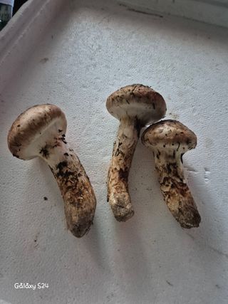 유재환님의 기타작물 · 영농일지 작성글 사진