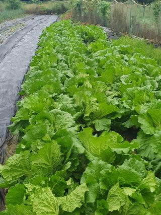 양파12861님의 배추 · 영농일지 작성글 사진