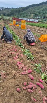 팜모닝 고구마·영농일지 게시글 이미지