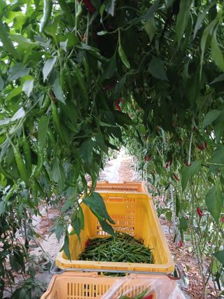 자기왕사랑해님의 고추 · 영농일지 작성글 사진