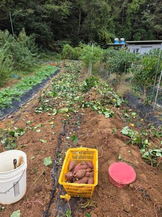뚜비맘님의 고구마 · 영농일지 작성글 사진