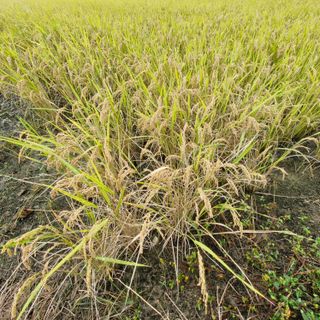 김홍례님의 벼 · 영농일지 작성글 사진