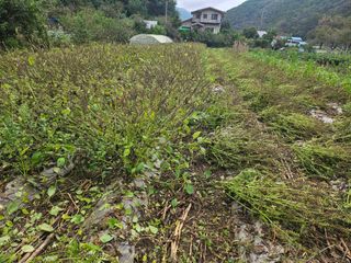 찔레골 양봉 농원님의 들깨 · 영농일지 작성글 사진