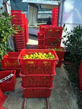 팜모닝 귤·영농일지 게시글 이미지